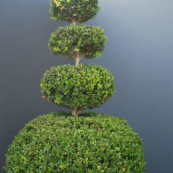 Balwyn North gardener service