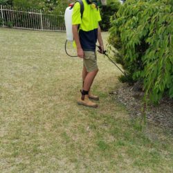 Balwyn North weed spraying service