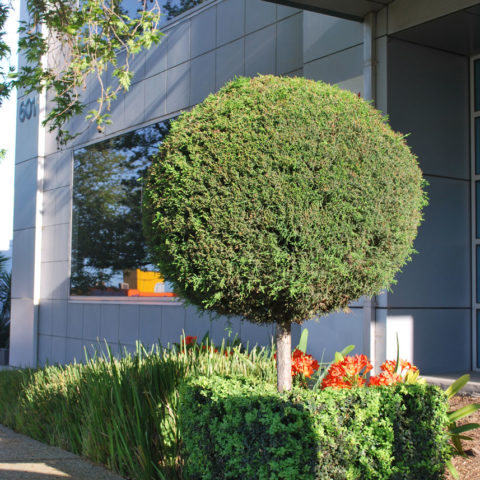 Balwyn gardening services