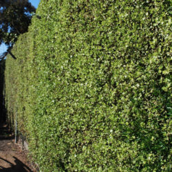Donvale gardening maintenance