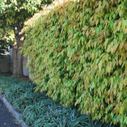 Garden maintenance Templestowe