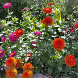 Gardening Templestowe