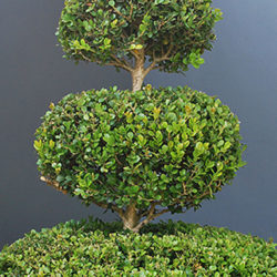 Greenbelt topiary plant care