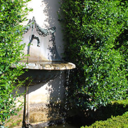 Greenbelt hedge care