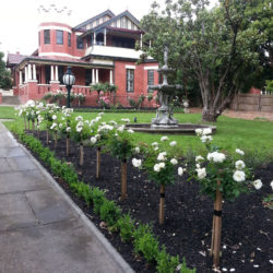 Mont Albert garden maintenance