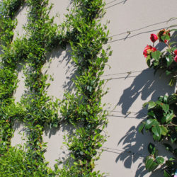 Templestowe garden maintenance