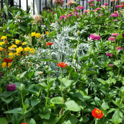 Templestowe gardener