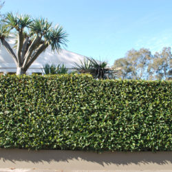 garden maintenance Donvale