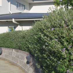 garden maintenance services Balwyn